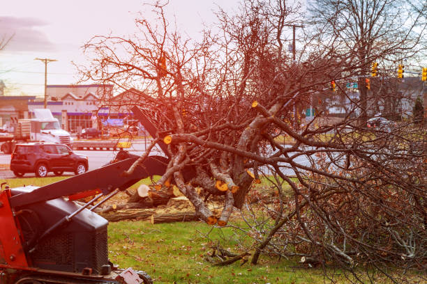 Best Tree Cabling and Bracing  in Montoursville, PA