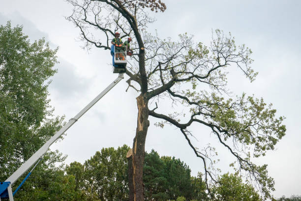 Best Tree Maintenance Programs  in Montoursville, PA