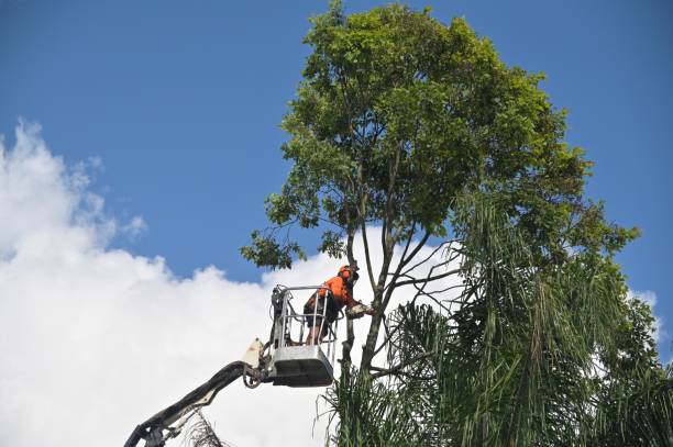 How Our Tree Care Process Works  in  Montoursville, PA